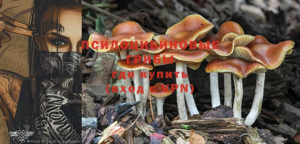 стаф Аркадак