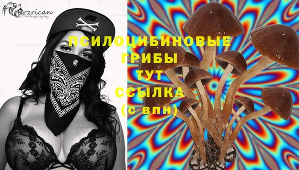 стаф Аркадак